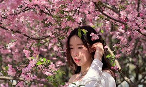 杨桐（凤凰中学）——初中语文《明史·悟情·践行》主题阅读综合实践